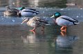 Zoo Straubing_094